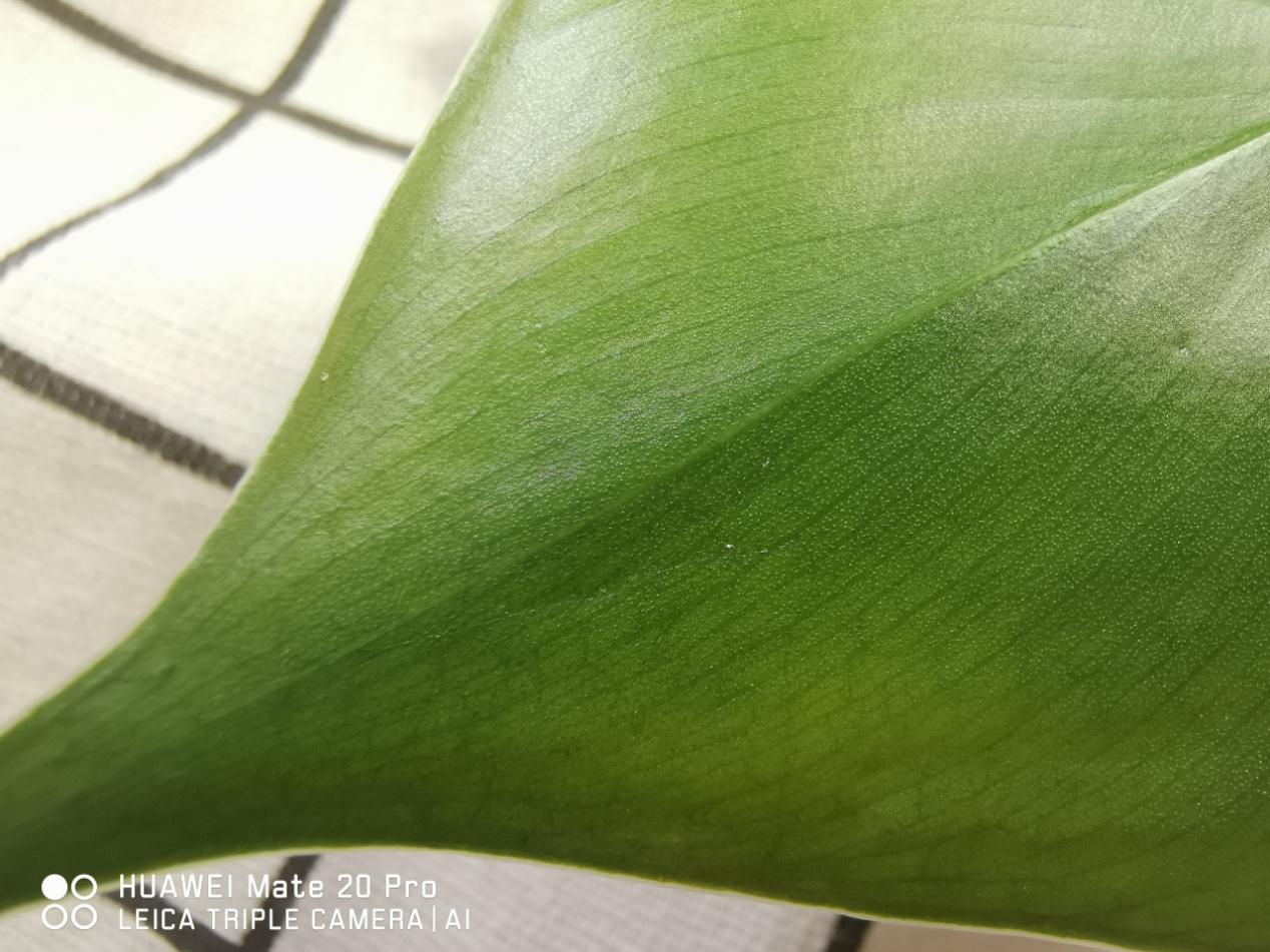 HUAWEI Mate 20 Pro（UD）深度評測：沒有短板的最強安卓機