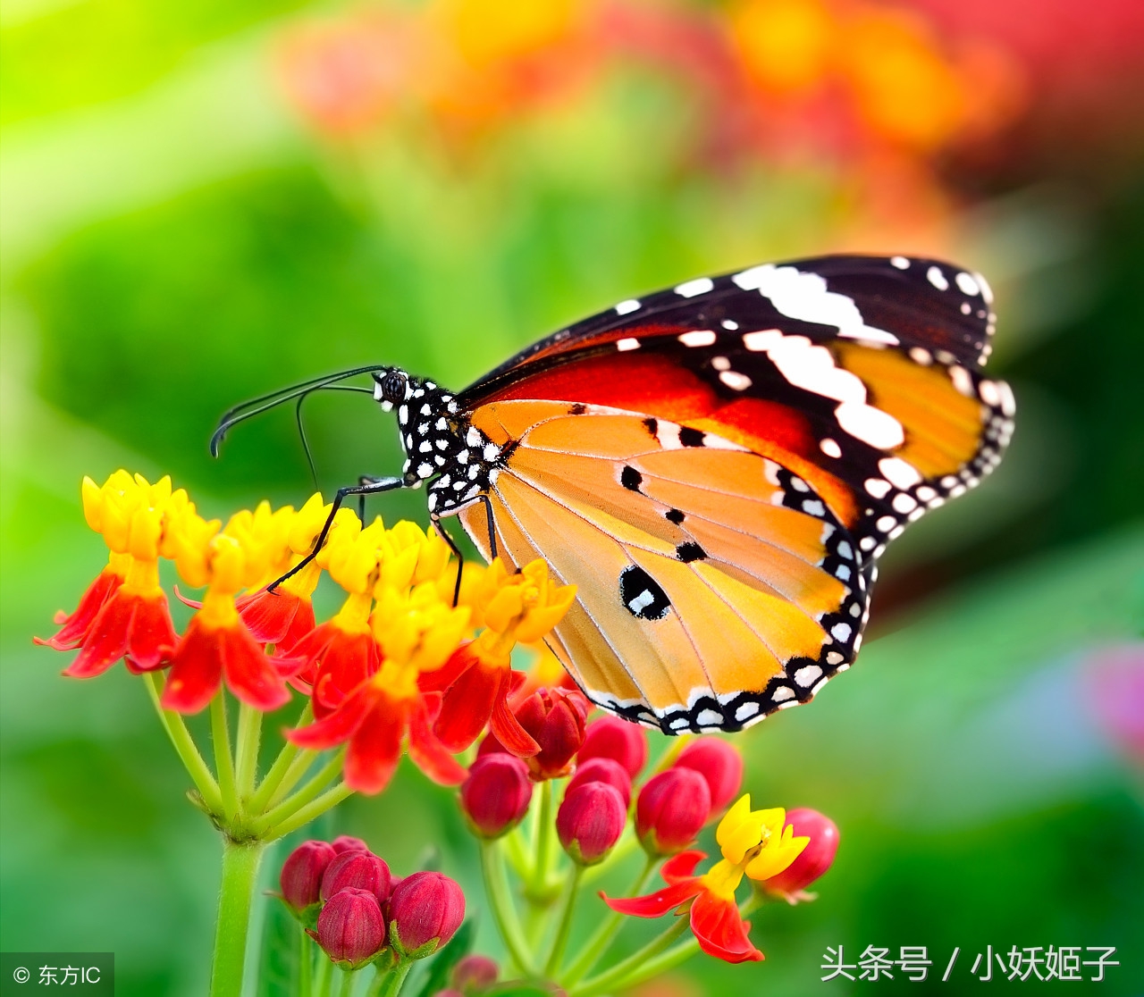 令人惊异的七彩蝴蝶