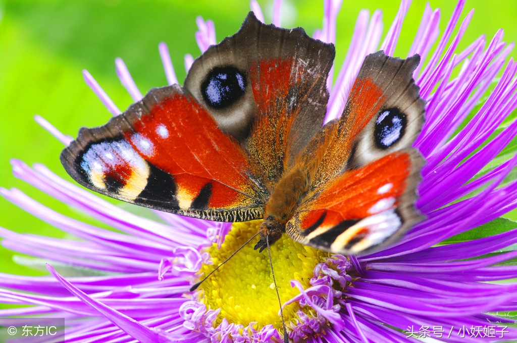 令人惊异的七彩蝴蝶