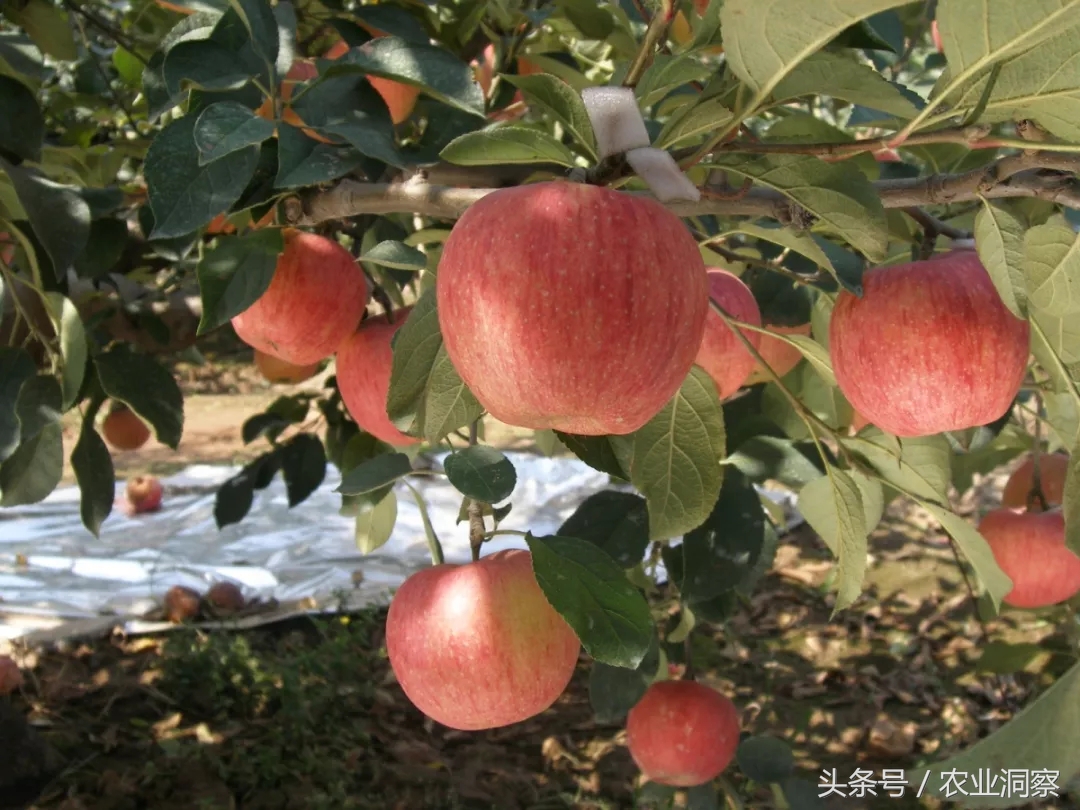 苹果树图片,苹果树图片大全