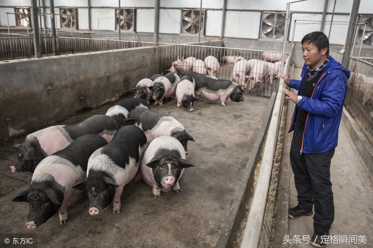 云南小学办“开心农场”养猪种菜 一年赚40万 千名学生顿顿有肉吃