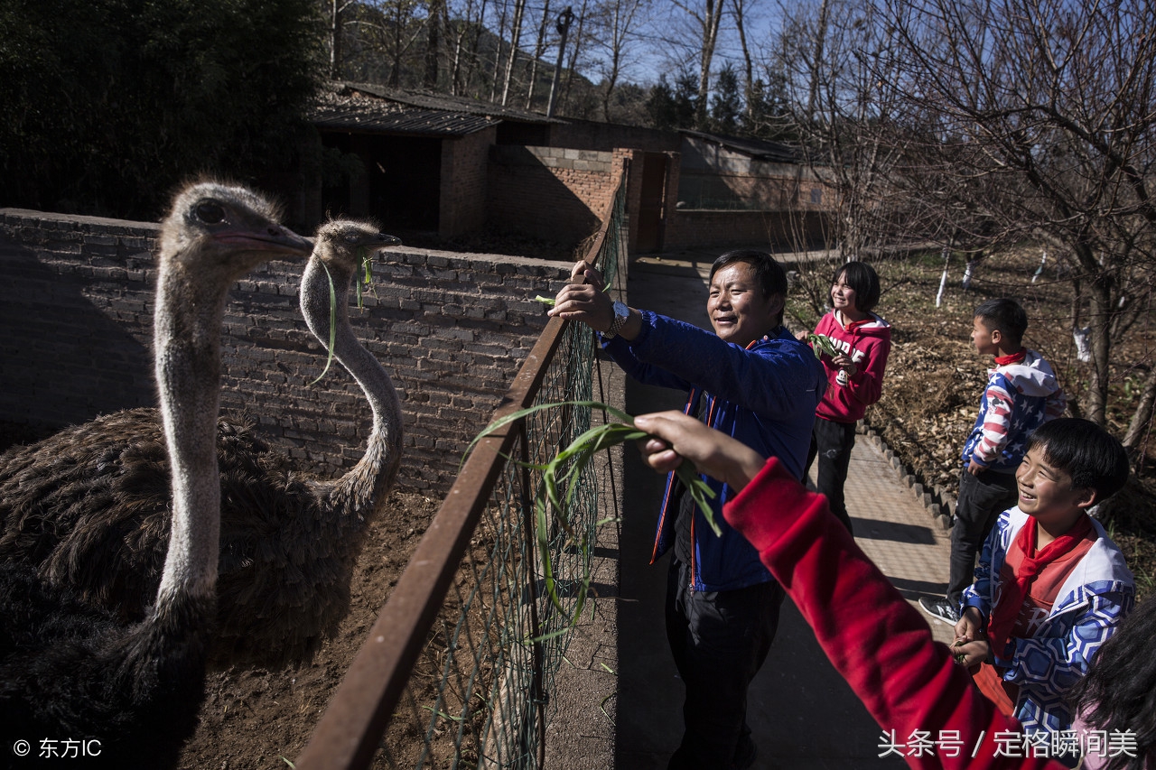 云南小学办“开心农场”养猪种菜 一年赚40万 千名学生顿顿有肉吃