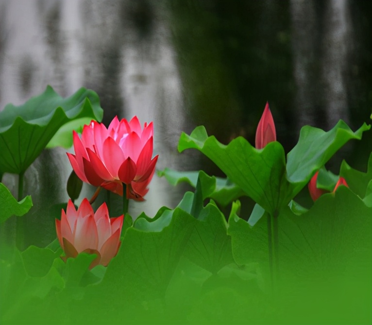 2021夏至节日祝福语大全 夏至节气的微信祝福语