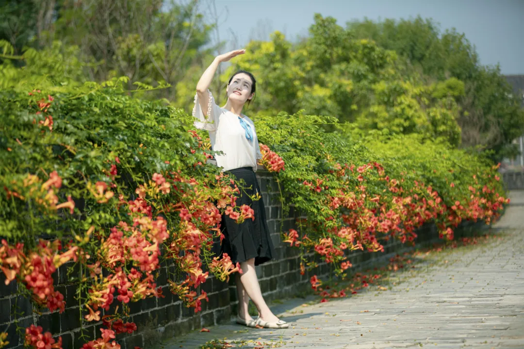 怒放的凌霄花!台儿庄古城城墙上的那一抹红
