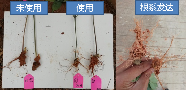 细菌性病害频发无好药？试试大蒜素，预防治疗兼备还具有附加功能