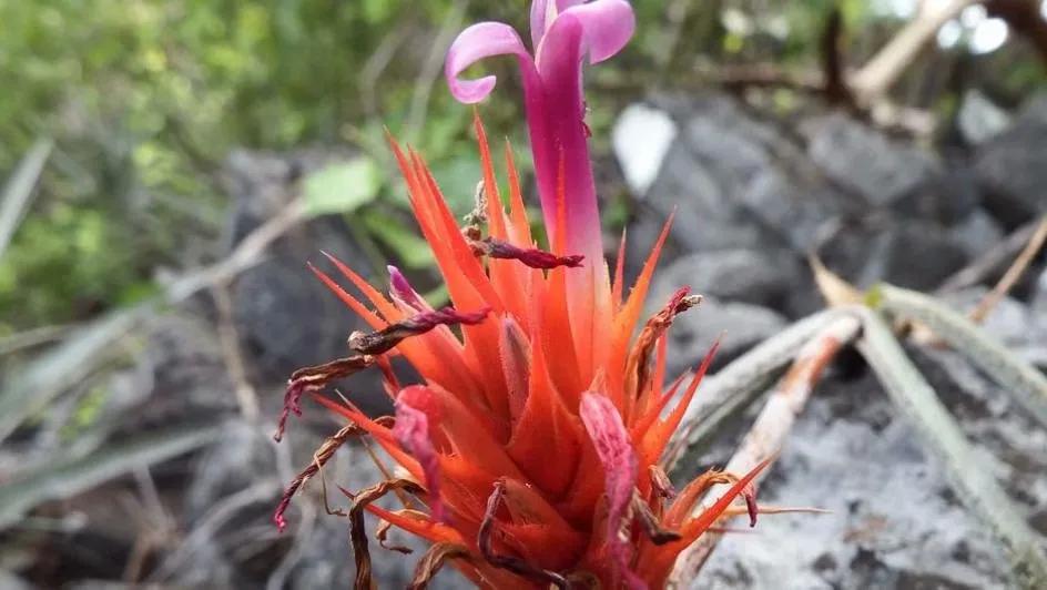 2020年發現的十大新物種