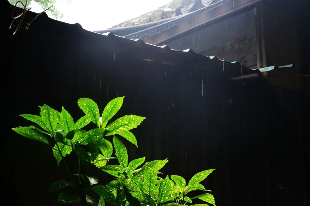 关于夏雨的唯美诗句 回塘雨脚如缫丝，野禽不起沈鱼飞。图片