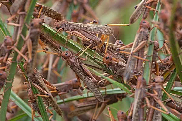 印度5万公顷农田被毁，十多个邦进入紧急状态，
