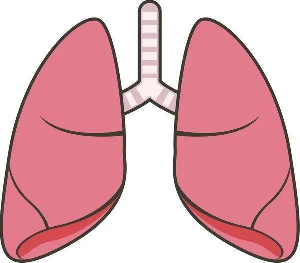 脾胃病症為什麼和肺還有關係