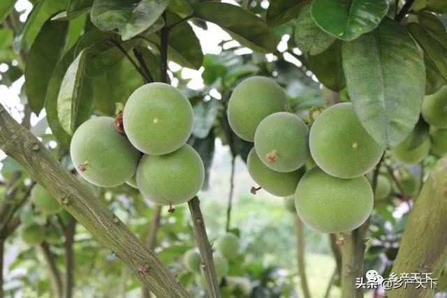 苦涩无比，却曾是宫廷御品！广东化州靠它大力发展三产融合