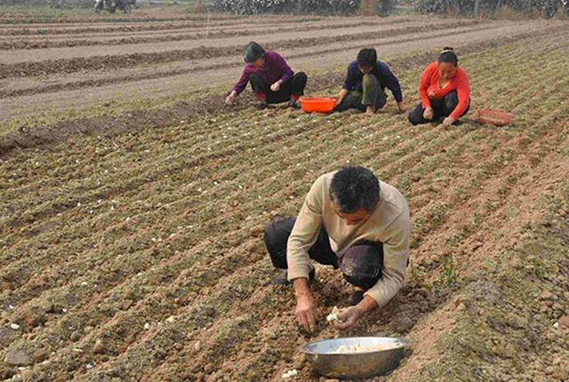 现在新蒜价格6块多，再过3个月新蒜集中上市，价