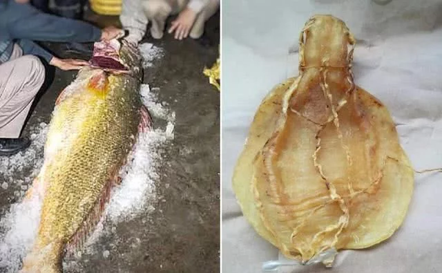 10種中國最珍貴的頂級食用魚，有些已經(jīng)吃不到了