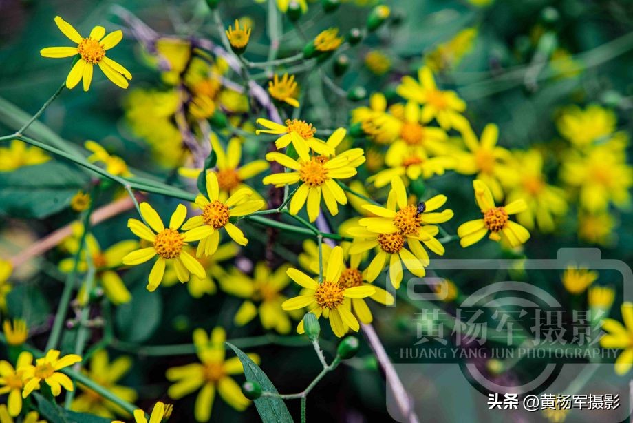 遇见金黄花开的千里光 绚丽多姿的菊科花卉芬芳美丽 清香熟悉 黄杨军摄影 Mdeditor