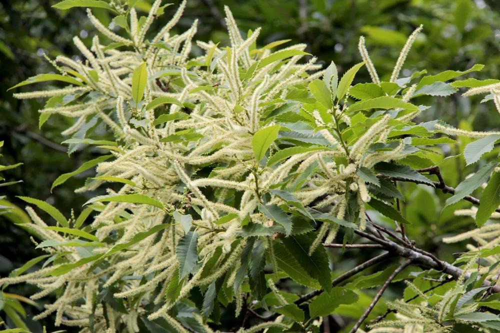 石楠花有類似精液的氣味，因為有相似的揮發性成分