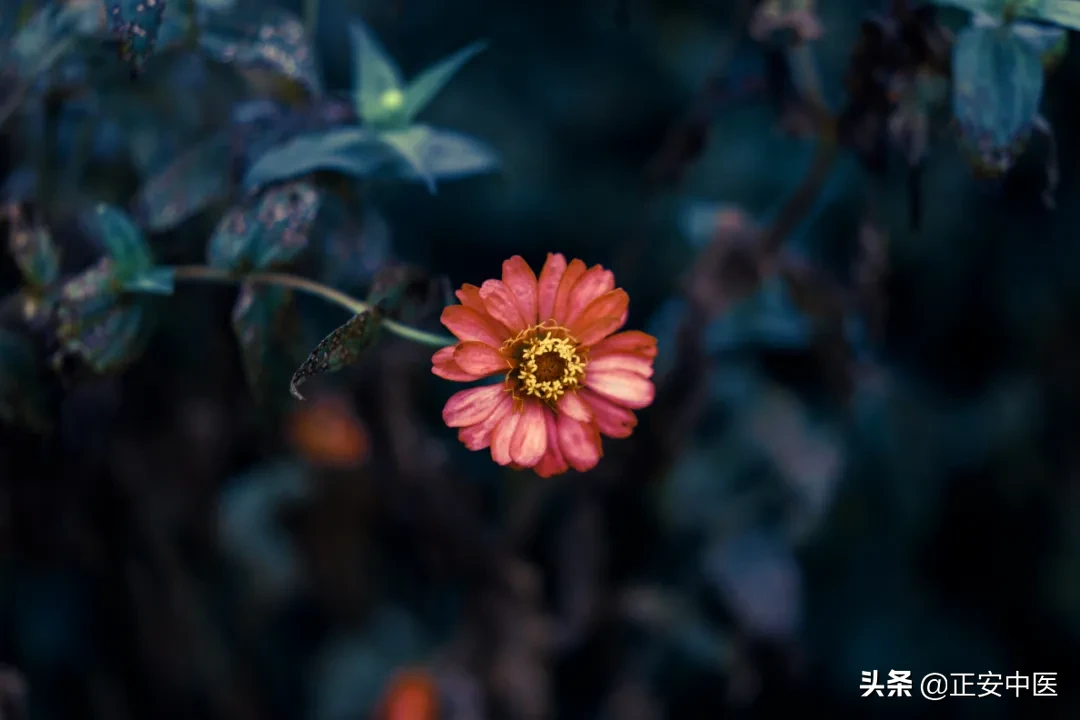 小柴胡治感冒，谁都能用吗？