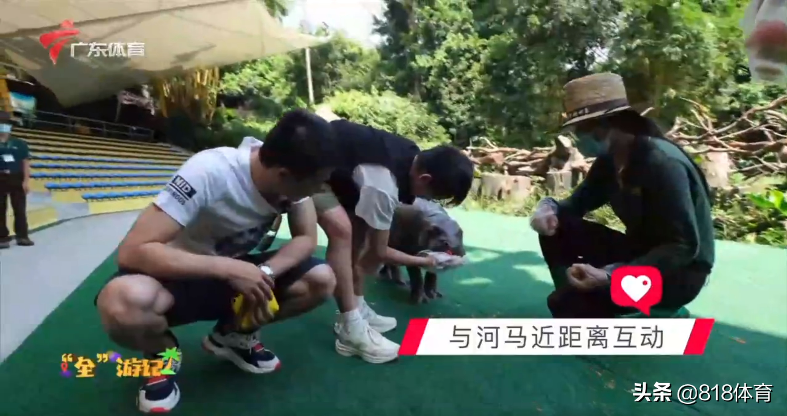 笑喷！全红婵喂大河马吃胡萝卜吓得一抖，给小河马洗澡搓泡泡萌翻