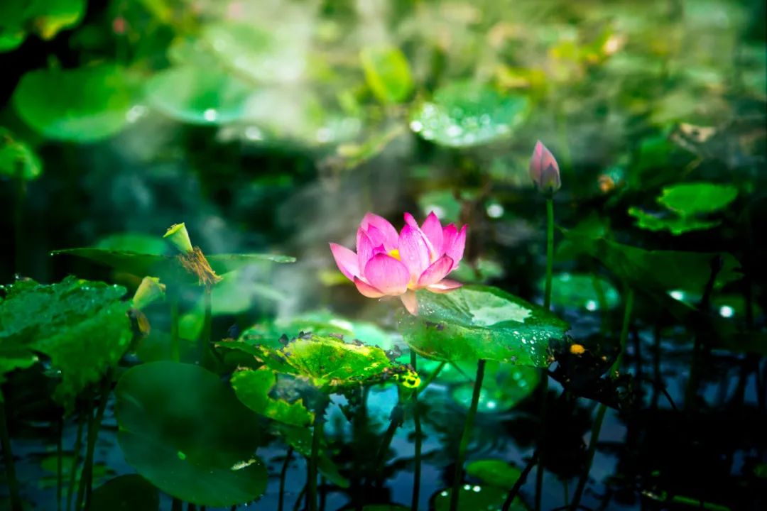 夏雨诗词，洗去人间炎热，送来一夏清凉-第4张图片-非凡网
