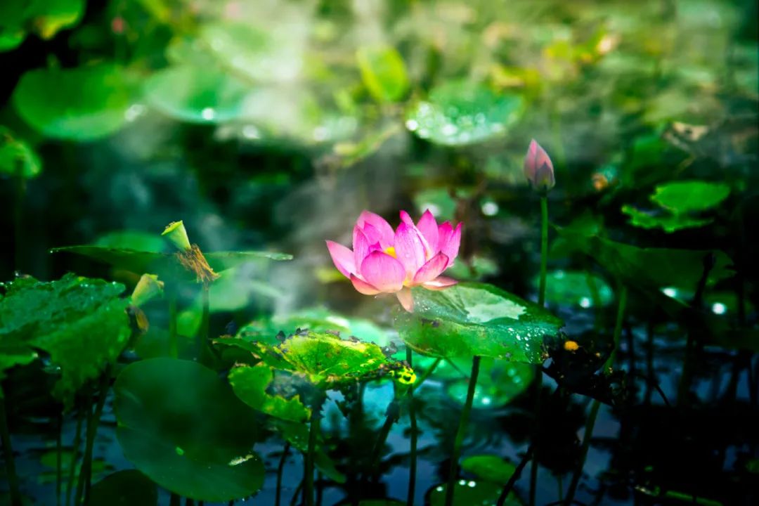 夏雨诗词，洗去人间炎热，送来一夏清凉-第4张图片-诗句网