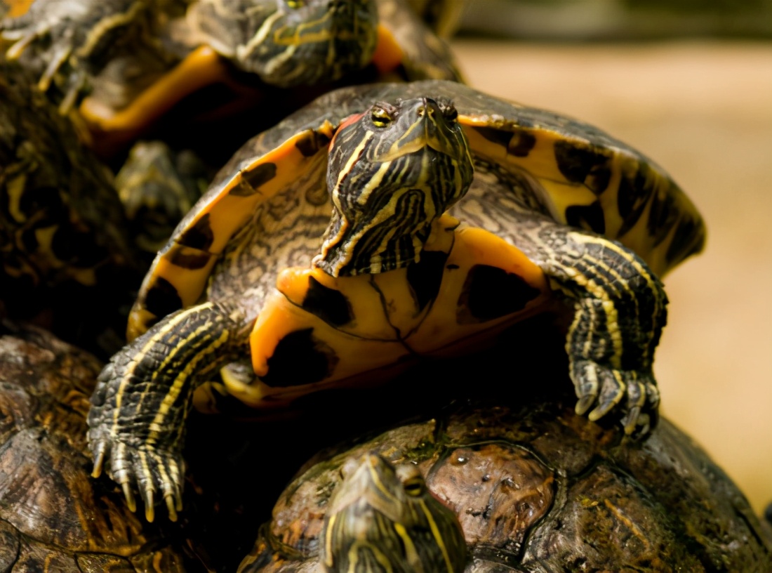 每年新增3800万，巴西红耳龟泛滥中国，为什么不发动吃货消灭