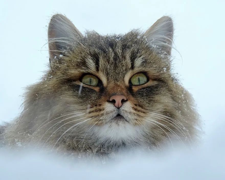 俄國農場的守護者竟然是一群西伯利亞貓？ 每天抓老鼠，保護雞和兔