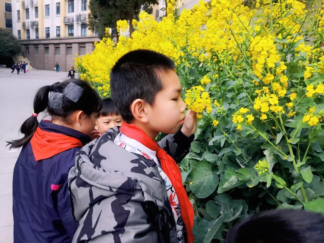 带上五官到校园里寻找春天——成都市华中附小大自然的语文课