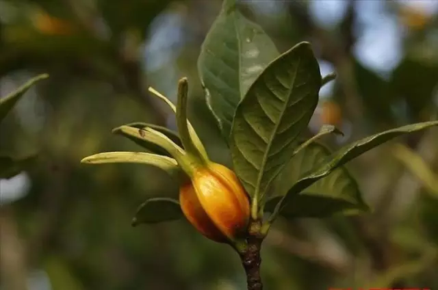 農村常吃的40種· 野菜，能治病能解饞，你吃過幾種呢？