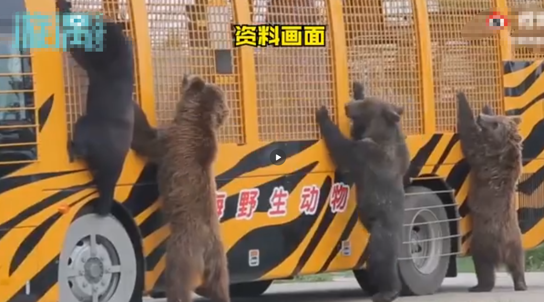 上海一野生動物園出事,飼養員被群熊撕扯咬死,不幸遇難