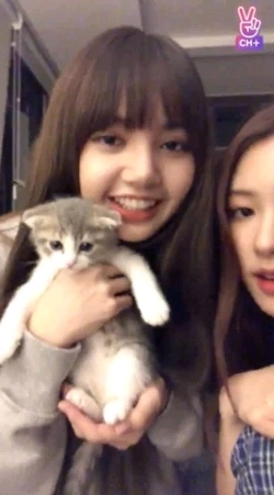 因為金希澈不推薦領養遺棄犬發言，LISA花錢買的動物也成熱議對象