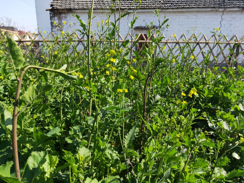 野生芥菜：既可腌制又可榨油，高产优质栽培技