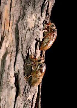 滿樹都是知了猴兒