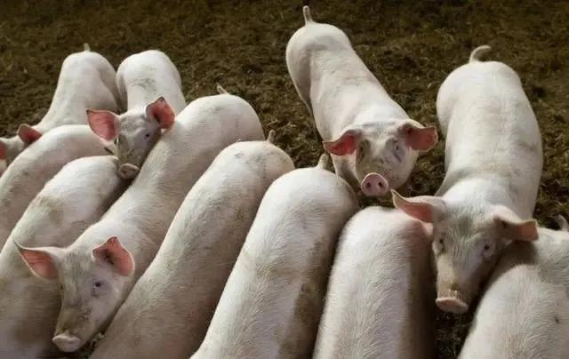 猪价“跌满格”，猪市“13元时代”要来了？看专