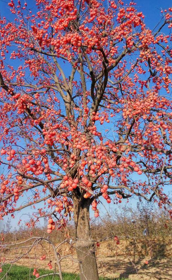 柿子树对生长环境一点也不挑剔,不管是肥地,瘠地,黏土还是沙土均有不