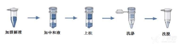 体外诊断中的核酸提取纯化的方法及原理介绍
