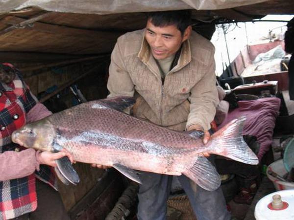 长江胭脂鱼的"怒火":外形靓丽,肉质鲜美,终是"红颜薄命"