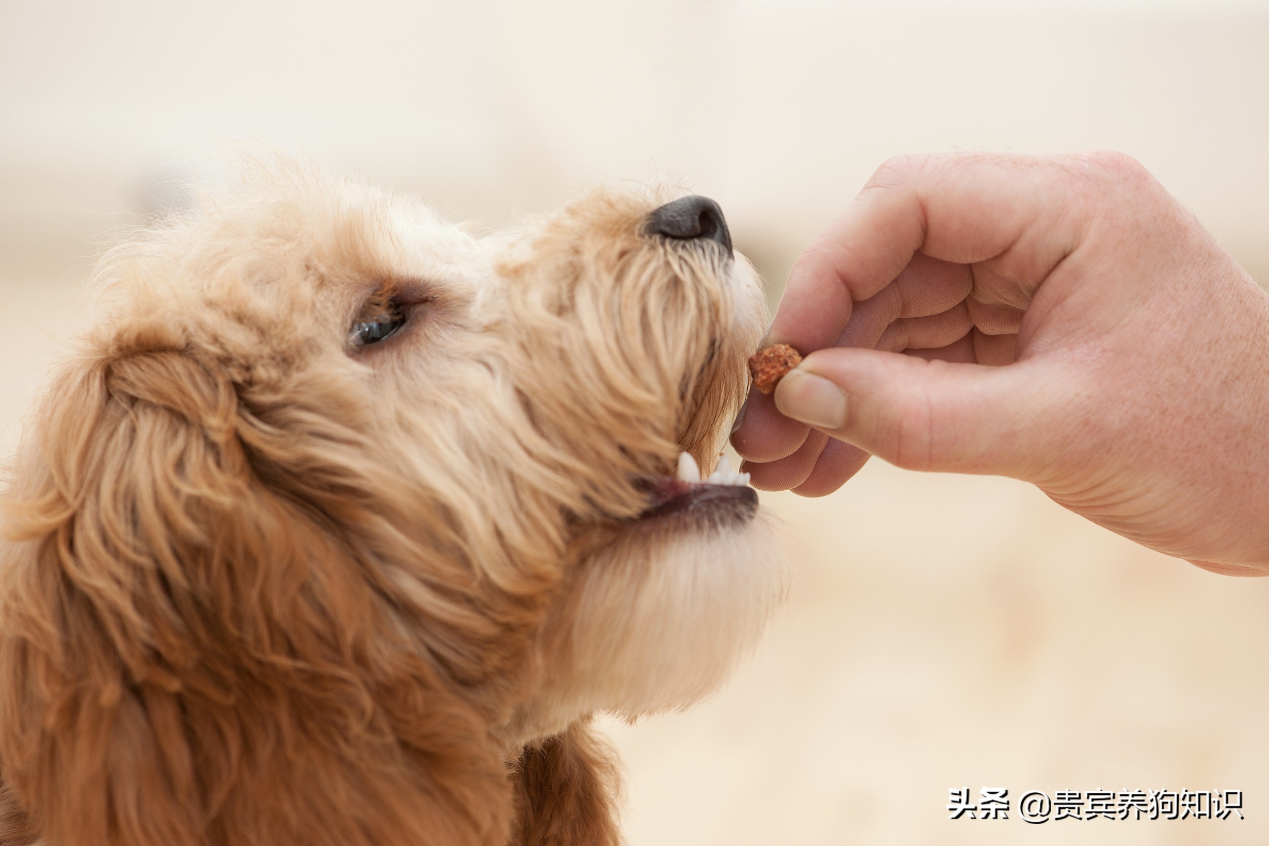 狗狗呕吐，并不是吃错东西那么简单，其实有4种原因