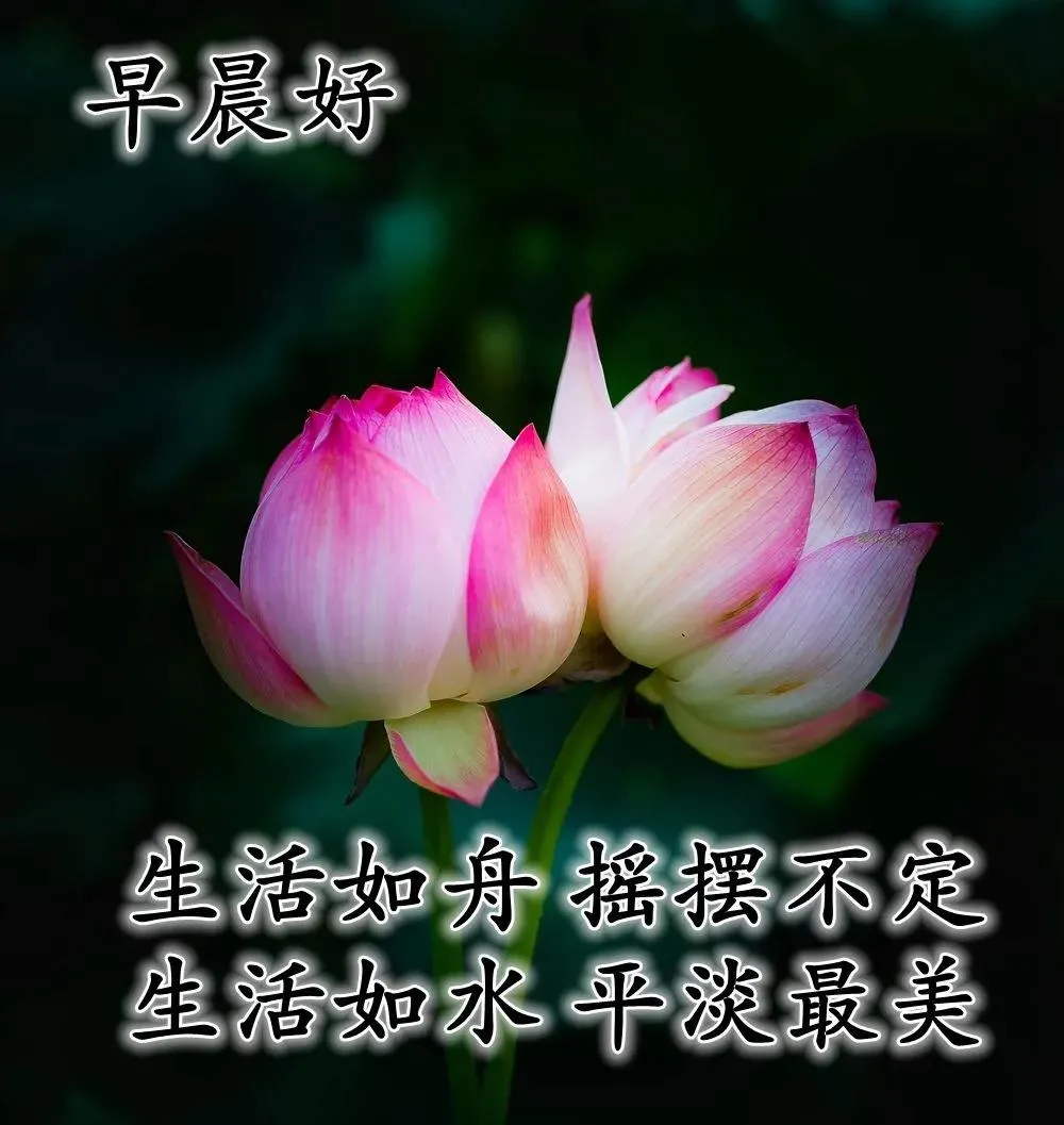好看的早上好的祝福语图片大全，唯美早上好动态表情包图片