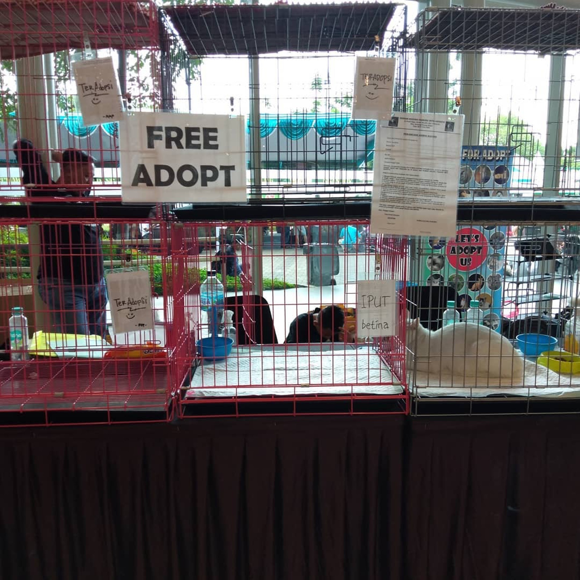 救助400只猫咪，却被恶行逼迫搬家3次，她指出流