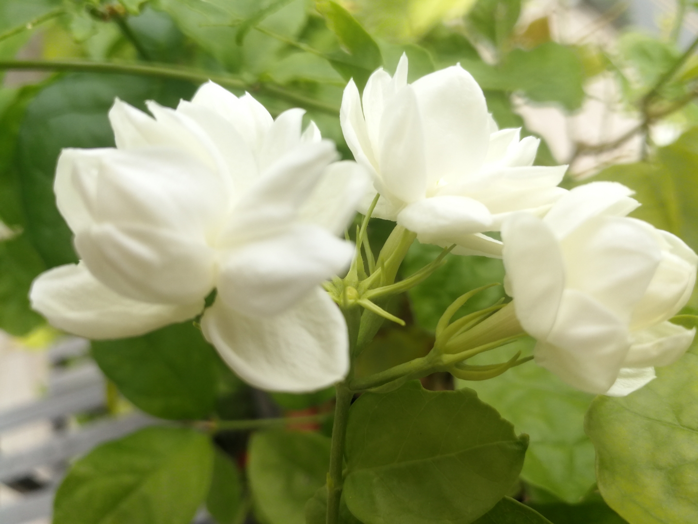 茉莉花釋放“三信號”，果斷剪一剪，花苞咕嚕冒，一次綻放上百朵
