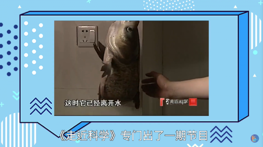 福建省省级非遗技艺——弓鱼：鱼被掰弯后可以活得更久