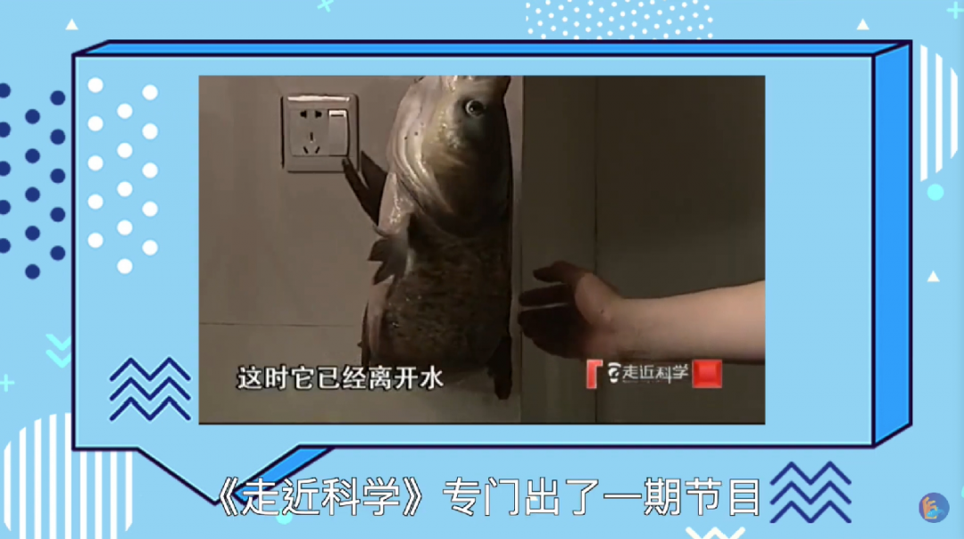 福建省省級(jí)非遺技藝——弓魚(yú)：魚(yú)被掰彎后可以活得更久