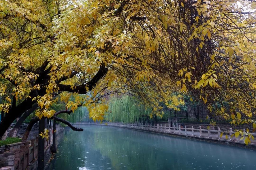 这个冬天最适合的亲子研学线路——济淄两日游，看百里黄河、逛中国唯一、亚洲最大的课本博物馆……