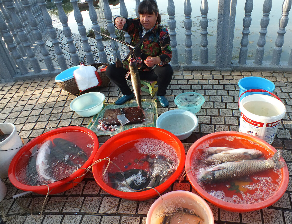 魚價連漲20周！鱖魚漲破60元，石斑魚破3年新高，啥原因？