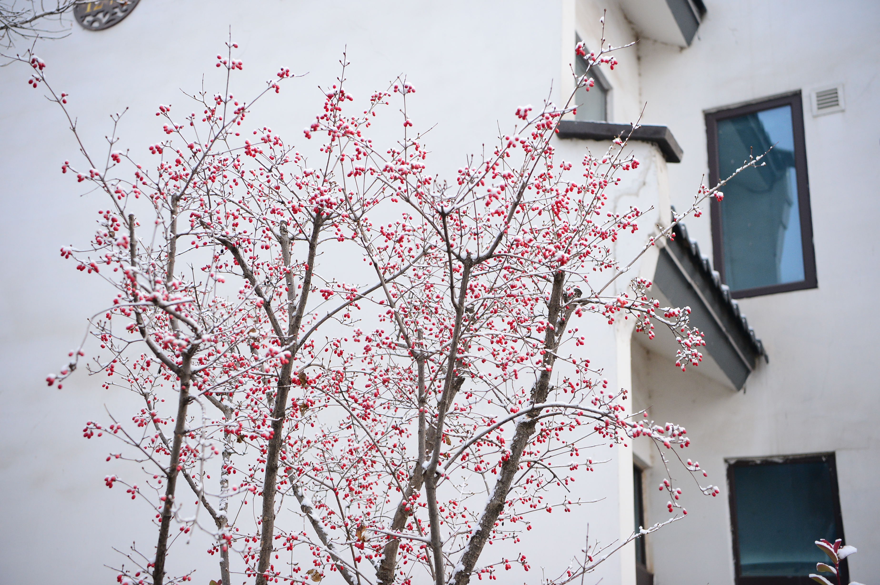 赤水湾：《雪》