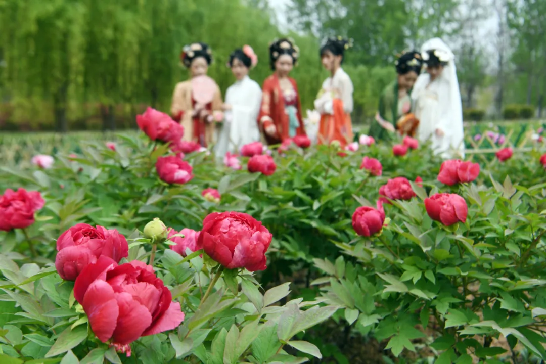 牡丹花开正当时,邀你一起来亳州赏花