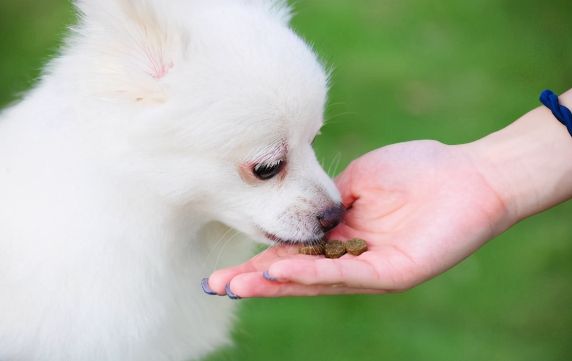 狗狗频繁“舔爪子”，可能是身体疼痛造成的，主人要重视