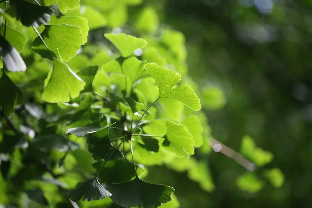 村里村外的花木草植比春天更加茂盛,更加翠绿,银杏树也开始开花.