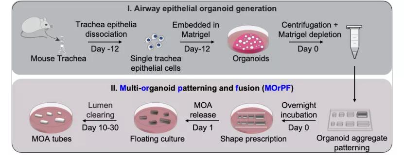 90�����Ů���з��������⻹ԭ���ٷ������ɹ���Ϊ90%