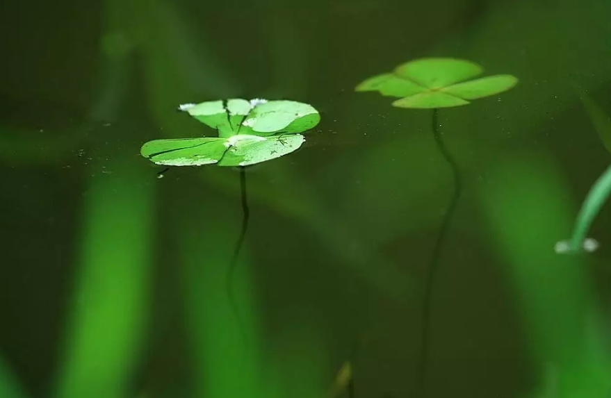 浮萍人生 心有诗意，十首浮萍的古诗词，带你领略浮萍的诗意世界-第10张图片-非凡网