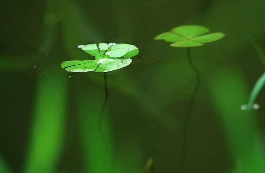 浮萍人生 心有诗意，十首浮萍的古诗词，带你领略浮萍的诗意世界-第10张图片-诗句网