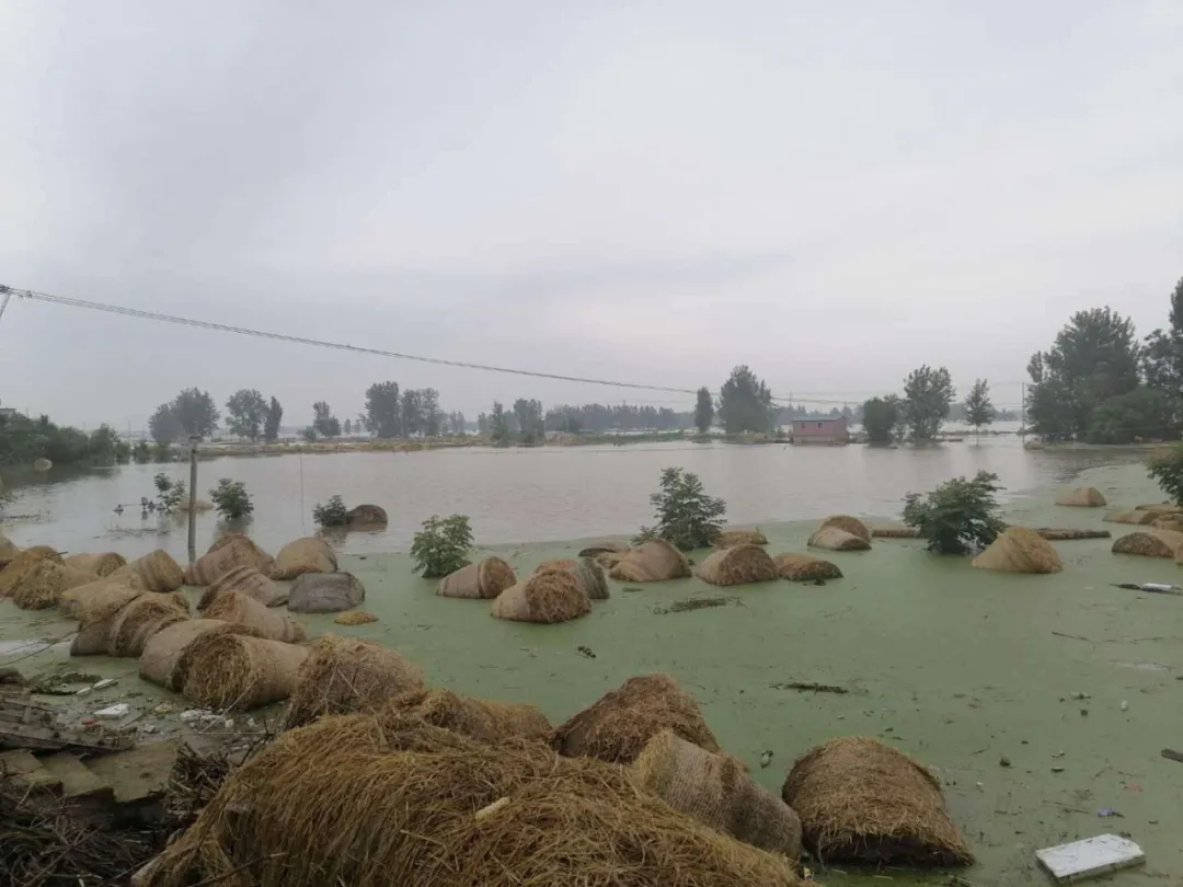 蓄洪区的新问题：1.6万吨草料被洪水“洗劫”之后